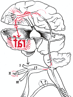 Ulrike Meinhofs Gehirn - Zeichnung von Hannes Kater